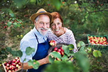 A senior couple picking apples in orchard in autumn.