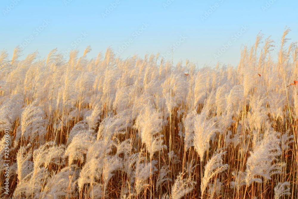 Common Reed Genus Beautiful field of grass weeds. Common reed (lat. Phragmítes australis ...