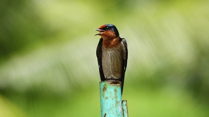 Beautiful bird in the wild with natural bokeh blurred background.
Pacific swallow perching on iron pole with mouth open wide beside big lake  ,slow motion video .
