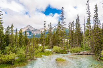 Wall Mural - Bow river near Lake Louise in National Park Rocky Mountains in Canada