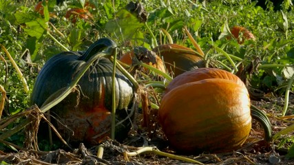 4k footage, orange pumpkins in a patch on a sunny day, pick-your-own, october, autumn, halloween dec