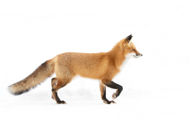 Wall Mural - Red fox Vulpes vulpes with a bushy tail and orange fur coat isolated on white background hunting through the freshly fallen snow in winter in Algonquin Park, Canada