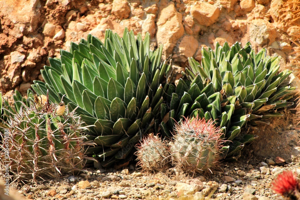 Beautiful succulent and cactus garden in Cabo de Gata, Nijar, Almeria Stock  Photo | Adobe Stock