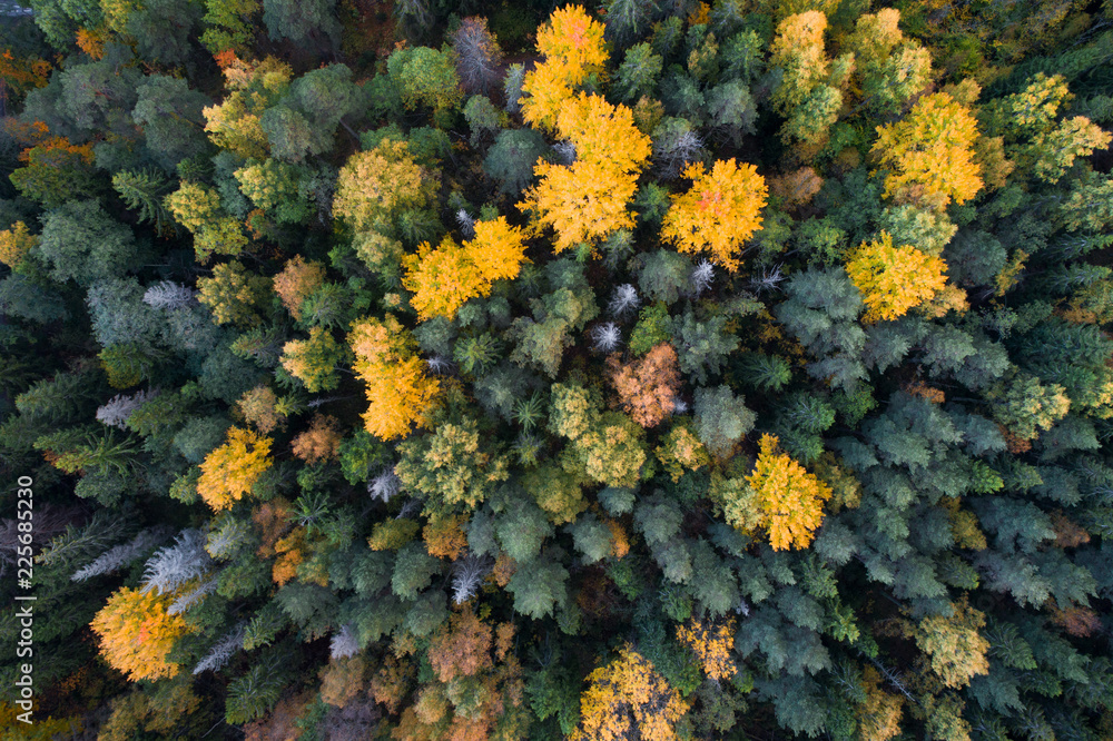 Aerial view of colorful fall foliage of boreal forest in nordic country - obrazy, fototapety, plakaty 