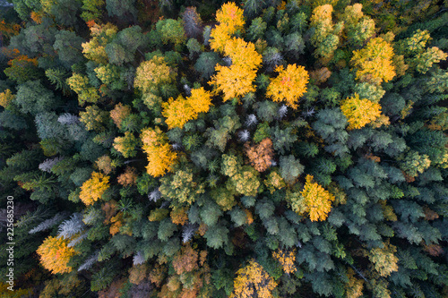 Fotomural Aerial view of colorful fall foliage of boreal forest in nordic country