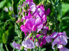 Wild Sweet Pea Flowers Along The River 3