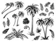 Palm trees and leaves. Black line silhouettes. Vector sketch illustration.