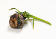 Bacterial disease  in hyacinth onion / bacterial soft rot / dying leaves