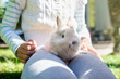 © Gajus - Little furry bunny sitting in a girls lap