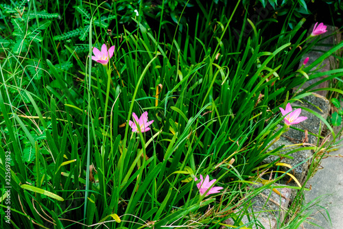 Pink Flowers With Green Leaves Along The Road The Beauty Of The Small Things Around Us Pink Flowers With Green Leaves Along The Road The Beauty Of The Small Things Around Us