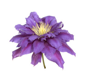 Canvas Print - purple clematis