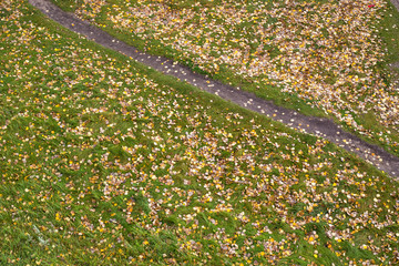 footpath in green grass with fallen autumn leaves