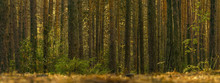 Horizontal Background - Pine Forest, Shot From The Ground Level
