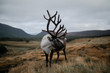 © Fran Mart - Reindeer standing on grassy landscape