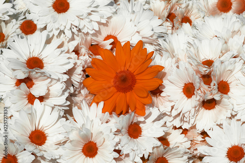 fondo de flores