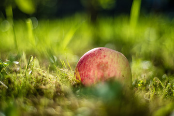 red Apple lies on the green summer grass