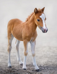 Canvas Print - American Miniature Horse. Portrait chestnut foal with blaze facial mark.