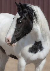 Canvas Print - Portrait of Irish tinker mare.