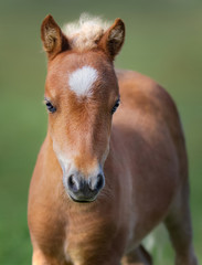 Poster - Portrait chestnut foal with white star.