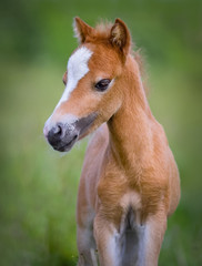 Poster - American Miniature Horse. Portrait chestnut foal with blaze facial mark.