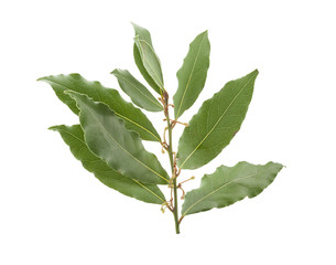 Branch of bay leaf