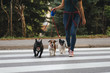 © hedgehog94 - Dog walker crossing a street with dogs.