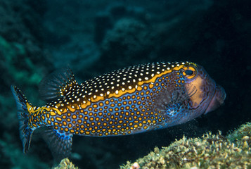 Wall Mural - Male white-spotted Boxfish, Ostracion Meleagris.