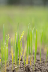 young green sprouted grain