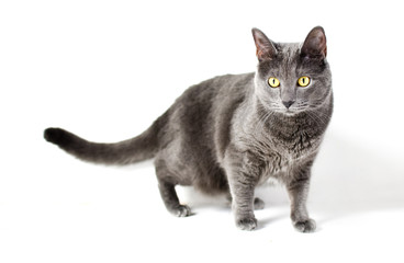  Grey cat with yellow eyes isolated on white background