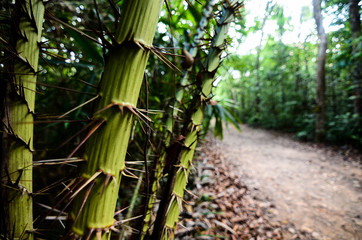 Bamboo with hard spikes