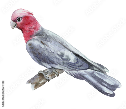 Rose Breasted Cockatoo Galah Cockatoo Pink And Grey Cockatoo Or Roseate Cockatoo Isolated On White Background Watercolor Illustration Template Hand Drawing Clipart Close Up Buy This Stock Illustration And Explore Similar Illustrations At,Pet Hedgehog Halloween Costume