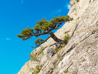 Lonely pine on the rock with blue sky on the background