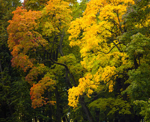 Trees in the forest with yellow autumn leaves