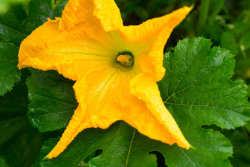 Zucchini yellow flower and green leaves