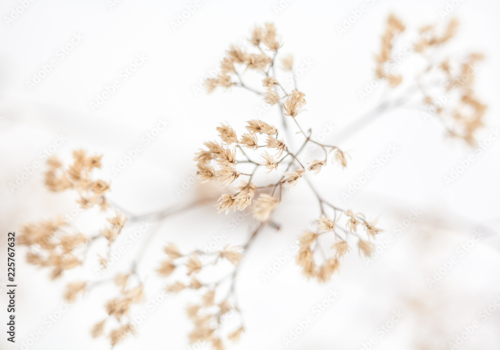 Withered plant in winter - obrazy, fototapety, plakaty 