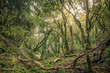 Evergreen laurel forest. Trees covered with moss , Anaga Rural Park in the northeast of Tenerife Canary Islands Spain