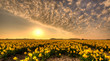 © Alex de Haas - Fields of golden daffodils.