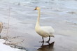 © sanek70974 - лебедь на пруду