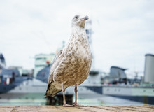 Seagull Portrait In London, Between London Bridge And Tower Bridge