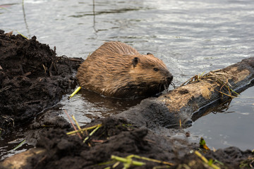 Wall Mural - A large beaver working on its dam