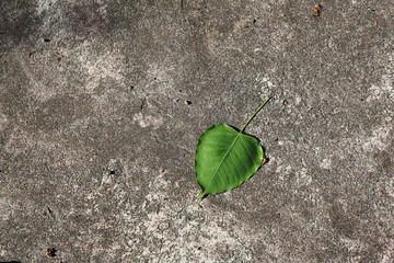 green leaf on cement floor