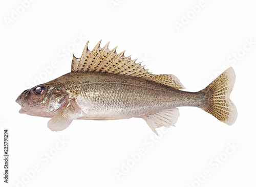 Fotografía Fish ruff isolated on white background (Gymnocephalus cernuus)