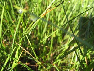 dew on grass