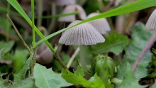Close Up Of Small Grey Ink Cap Mushrooms Found In Grass During The Fall Season. Fruiting Body Of Fungus Functioning As A Natural Decomposer. Macro View Of A Mushroom.  