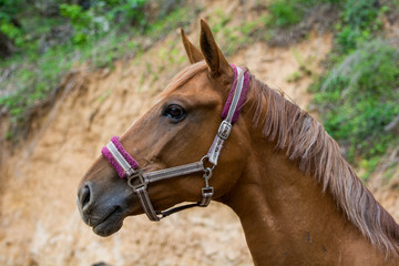 Horse portrait