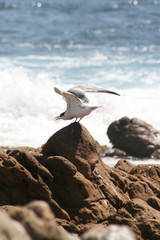 Crested Tern