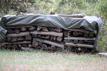 Wall Mural - Woodpile on the edge of the forest