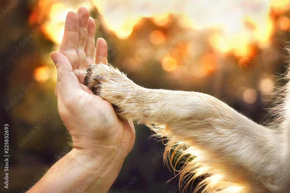 hund mit der hand befriedigen Warum Hunde rammeln: Den 