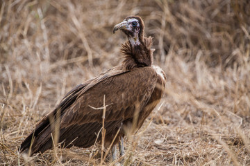 Vultures in the Etosha National Park, Namibia