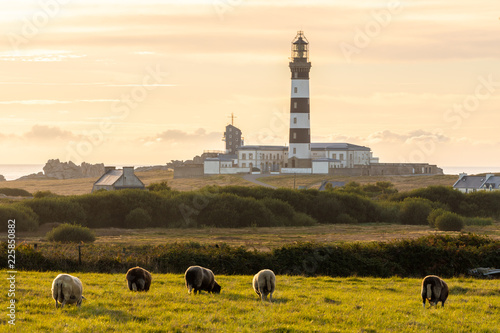 Fotomural Sheeps and lighthouse in Brittany